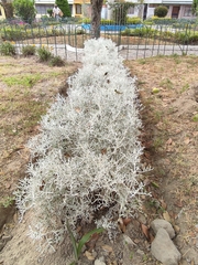 Senecio leucostachys