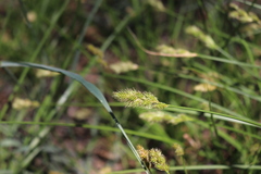 Carex fracta
