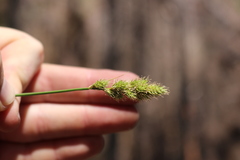 Carex fracta