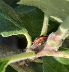 Deraeocoris flavilinea