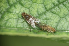 Thereva nobilitata