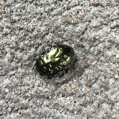 Protaetia orientalis