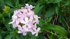 Saponaria officinalis