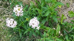 Saponaria officinalis