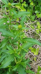 Saponaria officinalis
