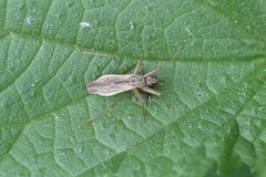 Nabis rugosus
