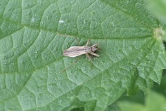 Nabis rugosus