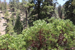 Arctostaphylos parryana