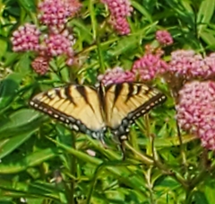 Papilio canadensis × glaucus