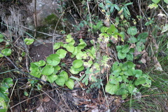 Viola rupestris