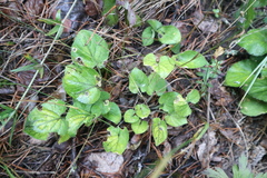 Viola rupestris