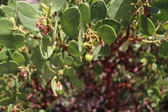 Arctostaphylos parryana