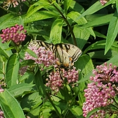 Papilio canadensis × glaucus