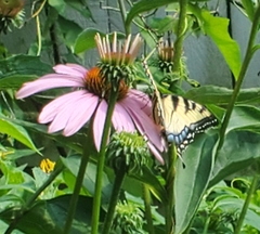 Papilio canadensis × glaucus