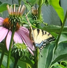 Papilio canadensis × glaucus