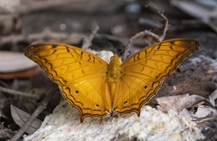 Vindula dejone erotella