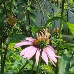 Papilio canadensis × glaucus