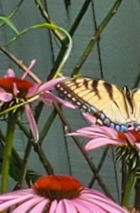 Papilio canadensis × glaucus