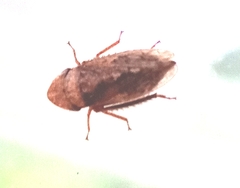 Aphrodini