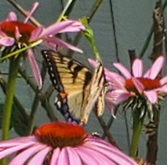Papilio canadensis × glaucus
