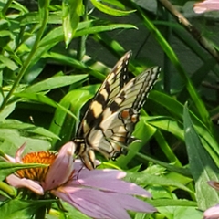 Papilio canadensis × glaucus