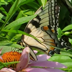 Papilio canadensis × glaucus