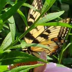 Papilio canadensis × glaucus