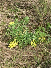 Baptisia bracteata leucophaea