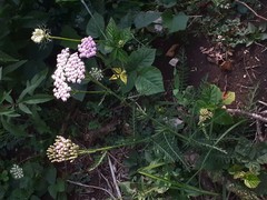Achillea distans stricta