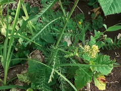Achillea distans stricta