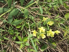 Baptisia bracteata leucophaea