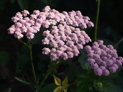 Achillea distans stricta