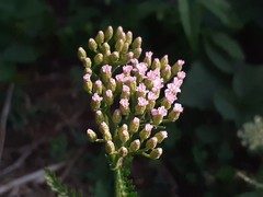 Achillea distans stricta