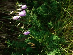 Campanula martinii