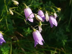 Campanula martinii