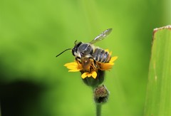 Leptorachis