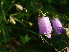 Campanula martinii