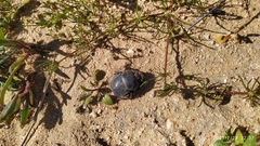 Scarabaeus hottentorum