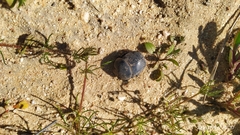 Scarabaeus hottentorum