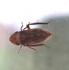 Aphrodini