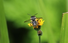 Leptorachis