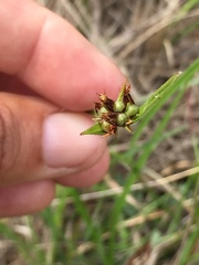 Scleria ciliata