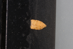 Acleris affinatana