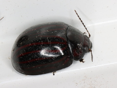 Paropsisterna octolineata