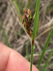 Scleria ciliata