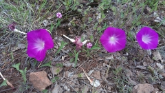 Ipomoea elongata