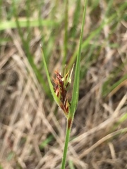 Scleria ciliata