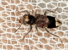 Clerus gilberti
