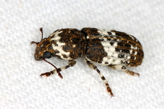 Dendropemon albopictus