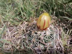 Coryphantha retusa